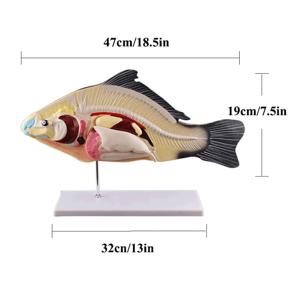Modele ryba tryb anatomii realistyczny model nauczania zwierząt trzewny model narządów ryb z podstawą do nauki model wysokiej jakości materiał