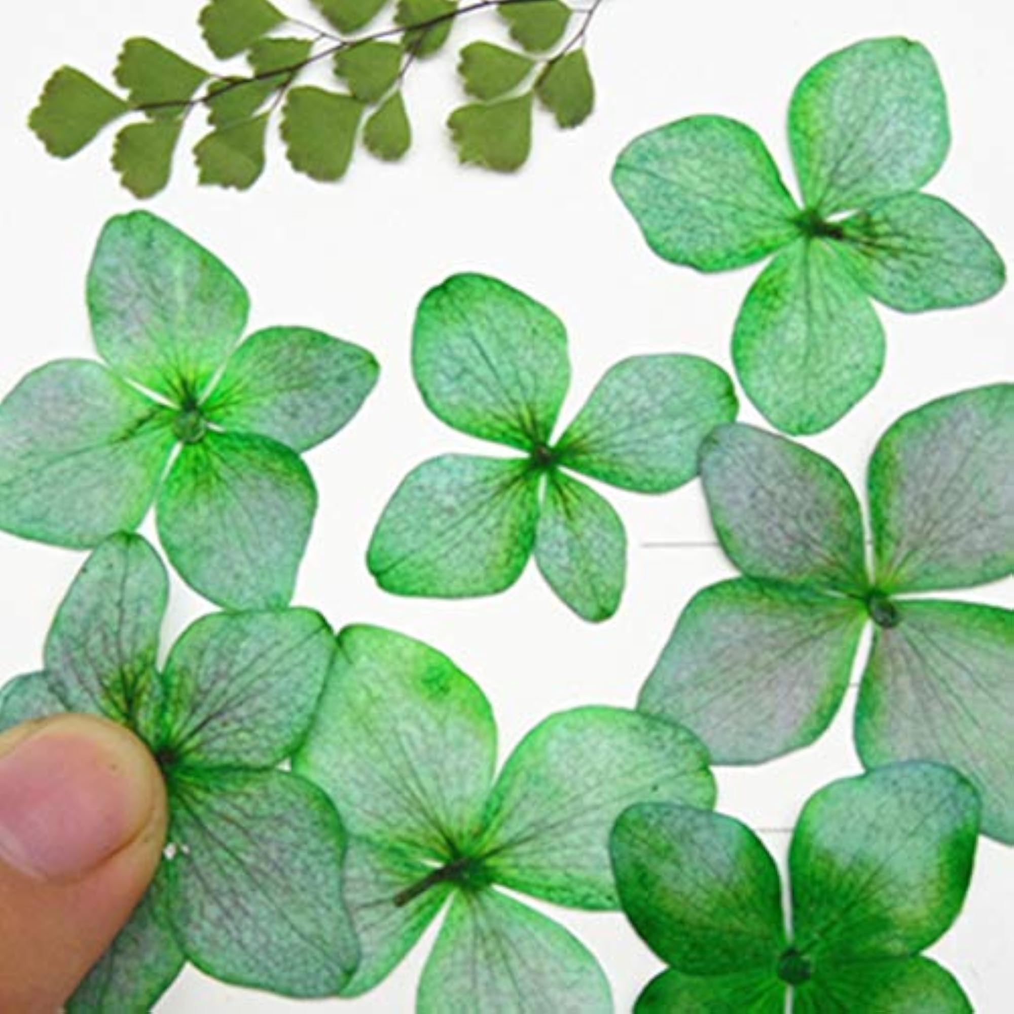12PCS Pressed Flowers Hydrangea Dried Flowers for Makeup