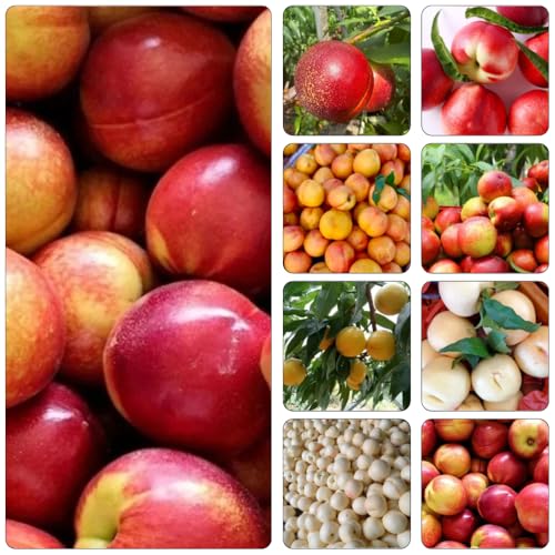 Nektarinenbaum hochbeet balkon dekopflanzen säulenobstbäume pflanzensamen gartenpflanzen bio obstbaum wildkräuter winterharte kübelpflanzen winterharte stauden mehrjährig säulenobst 25samen