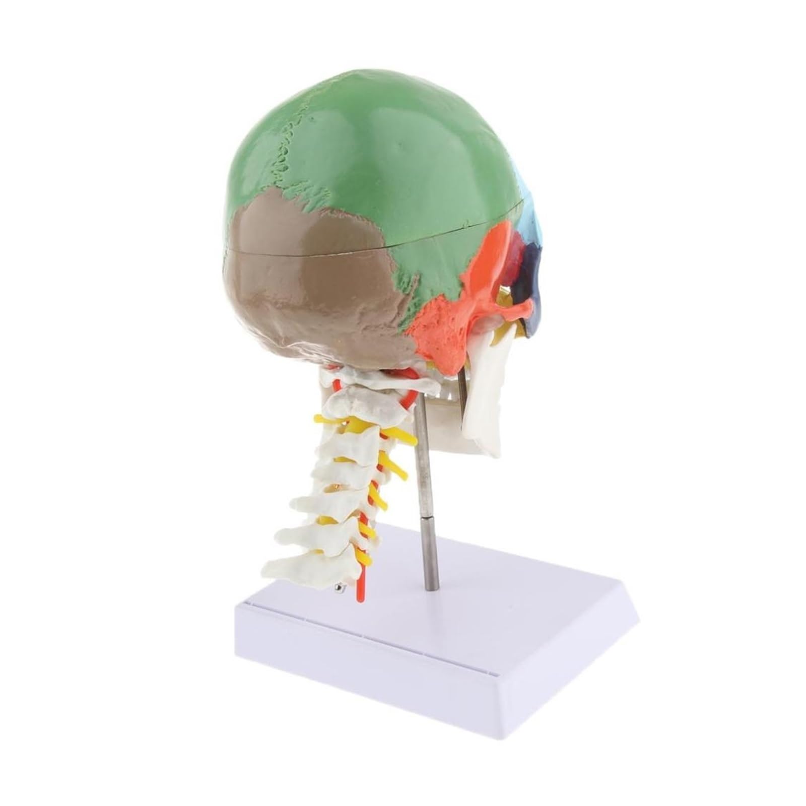 Esqueleto de anatomía humana, modelo anatómico con huesos colores, escultura vértebra cervical médica