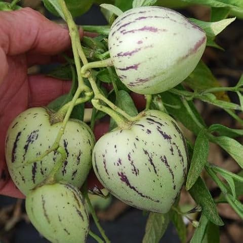 Plant World Seeds - Melon Pear Pepino Seeds Cover