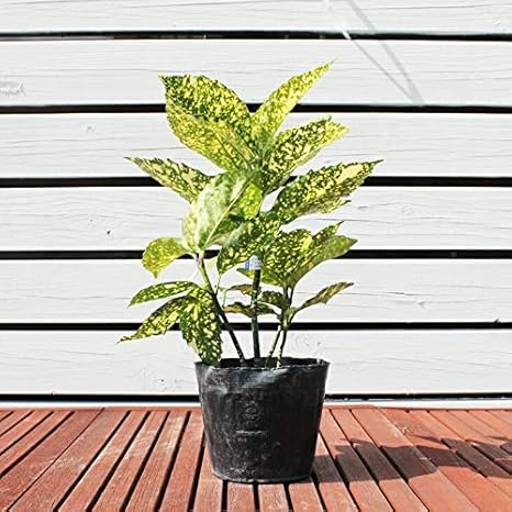 Amazon アオキ 苗 斑入りアオキ スターダスト 5号ポット苗 植木 Amazon アオキ 苗 斑入りアオキ スターダスト 5号ポット苗 植木