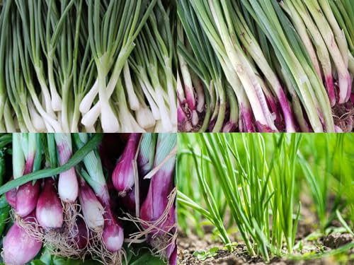 Bunching Onion Mix Bunching Onion Seeds Fast-Growing Bunching Onions Red Long White and Standard Green Onions in Each Pack - Harvest in 50 Days | USA Grown Heirloom Seeds By Lilianas Garden |