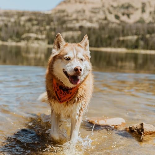 Wilderdog Dog Bandana with Lightweight Quick Drying Poly-Blend Mesh Material in Cowpoke - 5