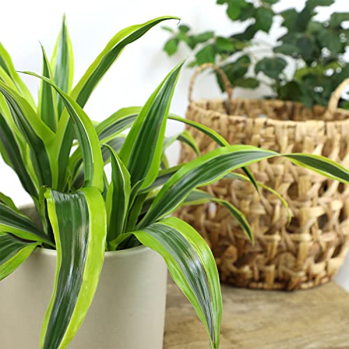 Dragon Tree Easy Plant 6 Inch Plant Pot, Real Plants For Living Room Decor, Office Plant, Low Light House Plants, House Plants Indoors Live Plants Indoor Plants Live Houseplants By Plants For Pets #TOP6