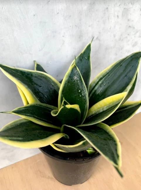 Snake Plant Good Luck Snake Plant indoor live plant Snake plant without pot Office Desk Balcony indoor plants for living room indoor plant snake plant bedroom-image-48