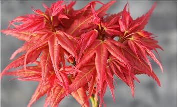 Japanese Princess Japanese Maple - Acer palmatum 'Japanese Princess' 2 Year