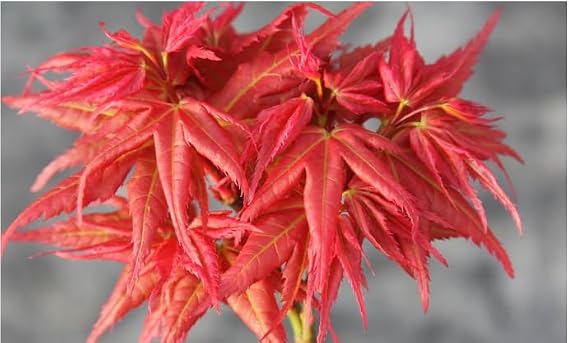 Japanese Princess Japanese Maple - Acer palmatum 'Japanese Princess' 2 Year