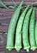 Heirloom Nombo Giant Philippine Okra ,Bhindi , Gumbo , Extra-long Lady's Finger