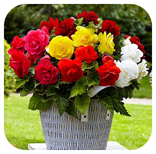 Begonia Non-Stop Double Tubers/Corms x 10 Mixed Colours Summer Flowering by Growtanical®