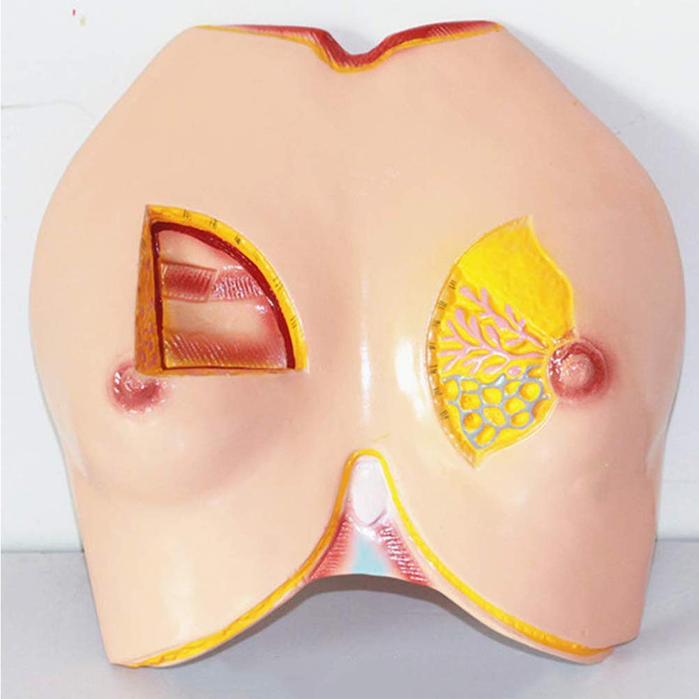 Modello anatomico del Seno - Modello anatomico di Organo Umano - Modello anatomico del Seno Femminile - per Studio, Esposizione, insegnamento, Modello Medico, Forniture di Laboratorio