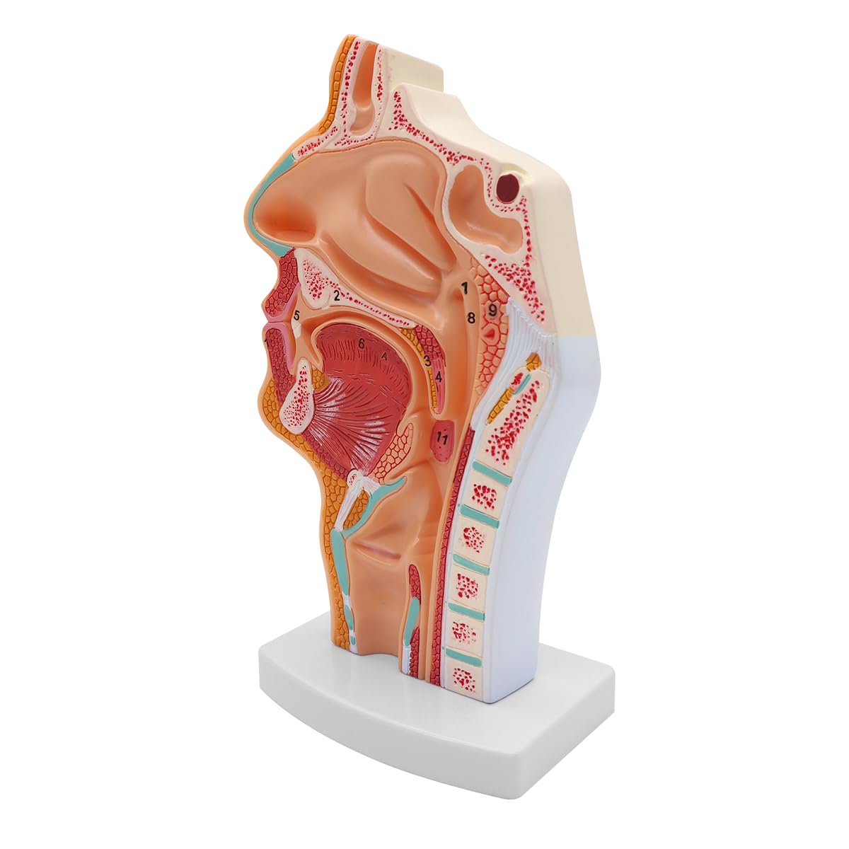 Modèle Anatomique De Cavité Nasale Humaine Gorge 1:1 Taille Réelle Pharynx Larynx Modèle D Anatomie Pour Enseignement En Classe De Science Modèle D Affichage Médical