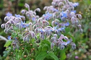 Borage (Borago officinalis) 1 Gram Seeds for Planting, Open Pollinated, Non GMO, Boraginaceae, starflower, French Thyme, I...