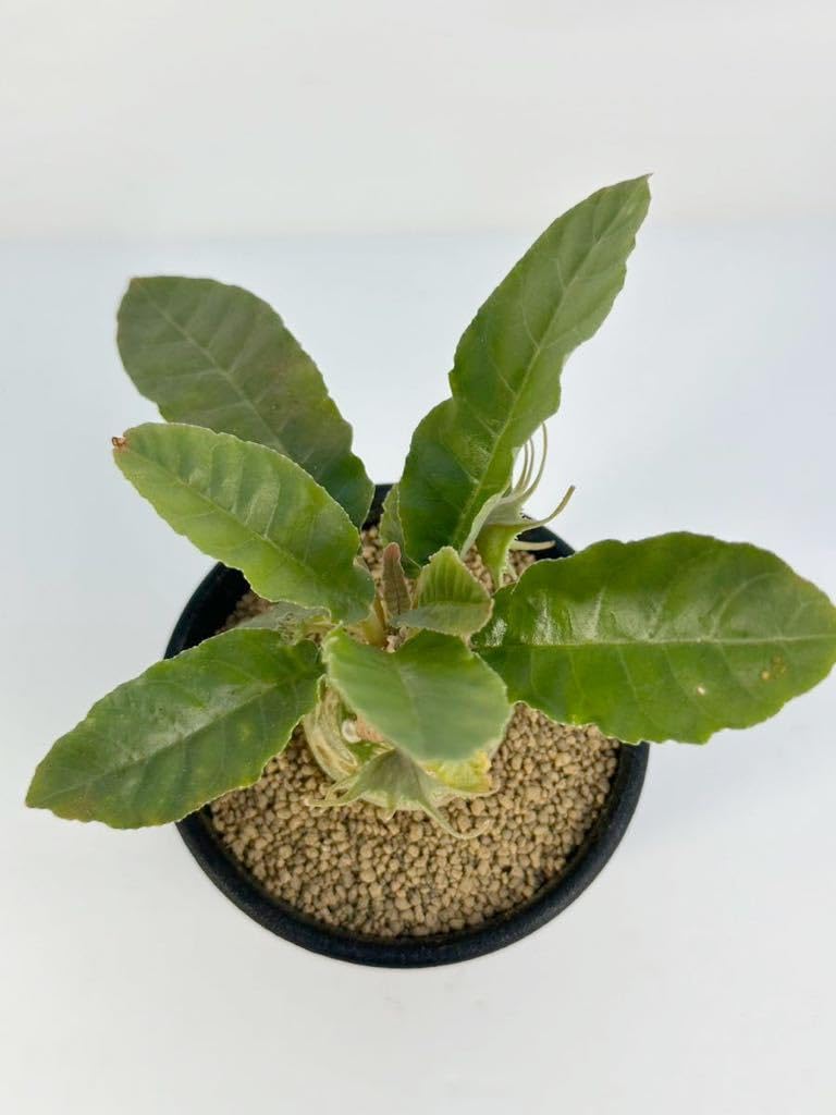 Amazon.co.jp: Dorstenia foetida ドルステニア フォエチダ 塊根植物