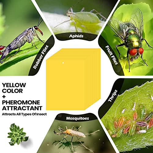 700 Pcs Double Sided Sticky Traps For Flying Plant Insect Like White Flies Aphids 6 X 8 Inch Sticky Gnat Traps Killer Fruit Fly Traps For Indoor Outdoor Including Twist Ties, Yellow #TOP5