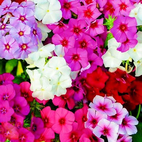 Navya germination Phlox Twinkle Dwarf Beautiful Flower Seeds In Different Colors F1 Hybrid Special Pack For Your Home Plant and Gardening This Seeds Prepared Like Organic (B081M68ZR4) Amazon Price History, Amazon Price Tracker
