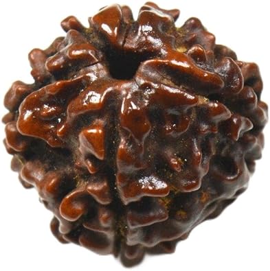 Caratyogi Choose Your Natural Certified Nepali Rudraksha 1, 2, 3, 4, 5, 6, 7, 8, 9, 10, 11, 12, 13 Mukhi Rudraksh Ganesh Mukhi Rudraksh Gauri Shankar 7 8 9 Indonesian Rudraksha bead for Men Women