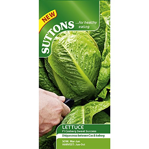 Suttons Seeds F1 Lettuce Cosberg Sweet Success Seeds