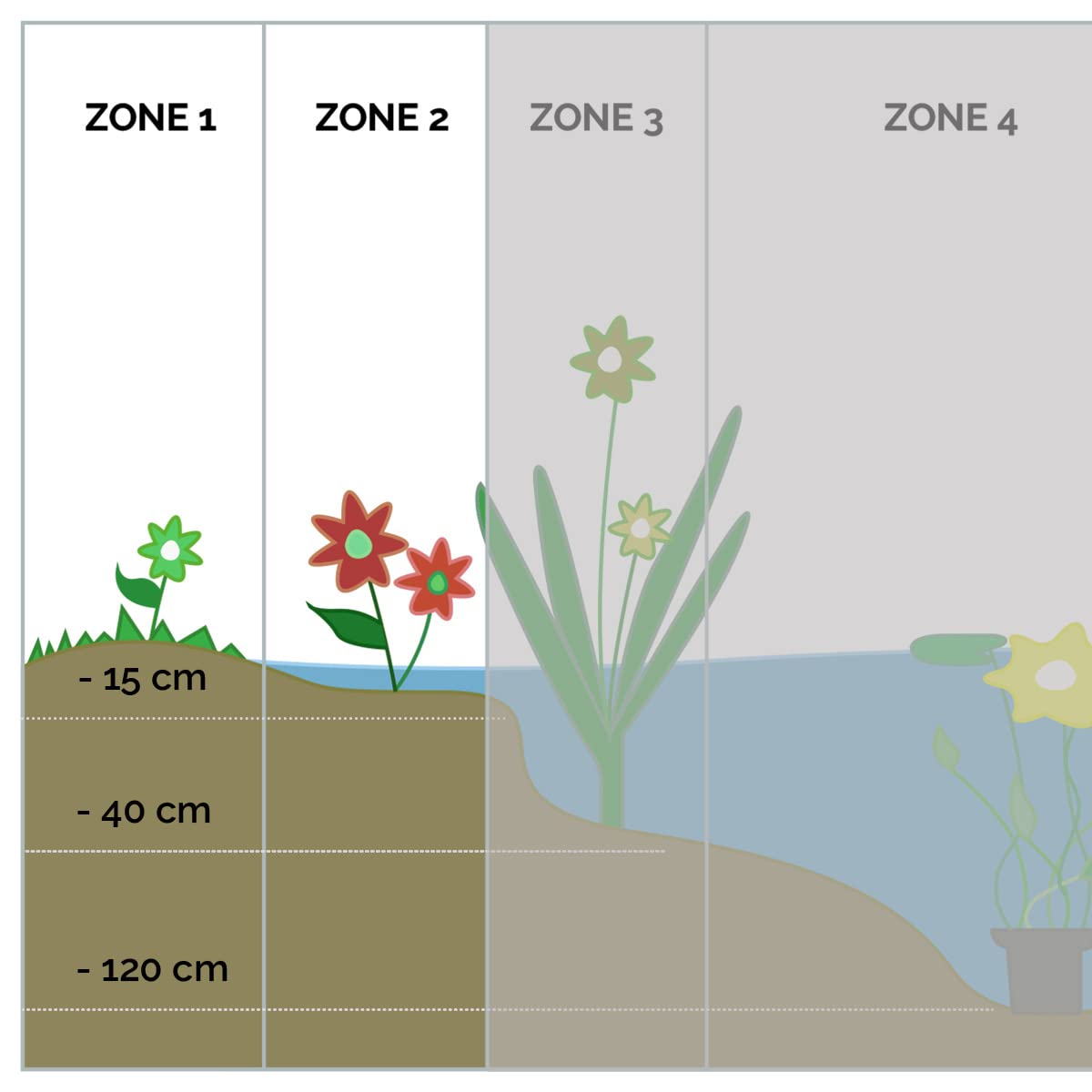 Bloomique - Mazus reptans - Plantas de estanque - Acuáticas - Resistente al frío - Altura 10-20 cm - Maceta 9 cm