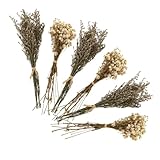 PRETYZOOM 6piezas Flores Secas para Decoración De Hogar De Flores Preservadas Siemprevivas para Sala De Estar