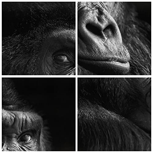 Impression sur toile singe haute definition cadre horizontal deco murale - 5