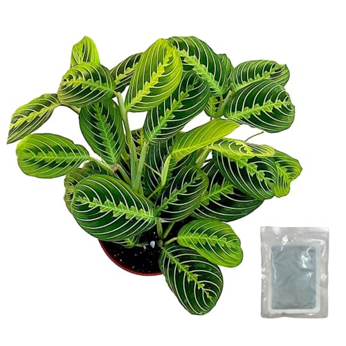 Live Plant, Lemon Lime Maranta Prayer Plant, Pet Friendly, Air