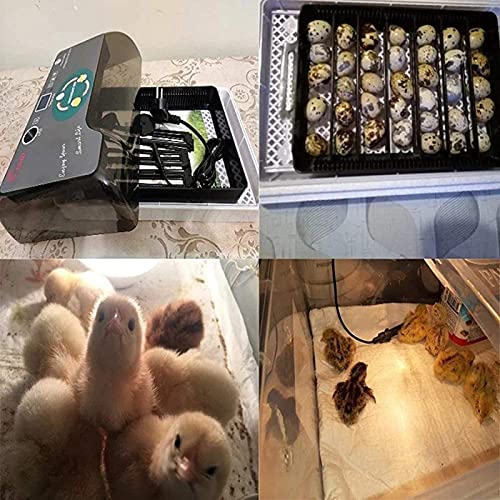 Digitale Automatische Incubators, Hatching Egg Incubator 12 Eits Incubator Machine met LED Display Poultry Hatcher voor… - Afbeelding 8