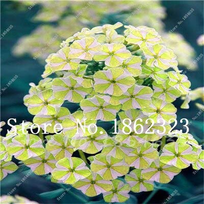 Kalash New 100 Pcs Mixed Phlox Drummondii Flower Seeds for Gardening Light Yellow White