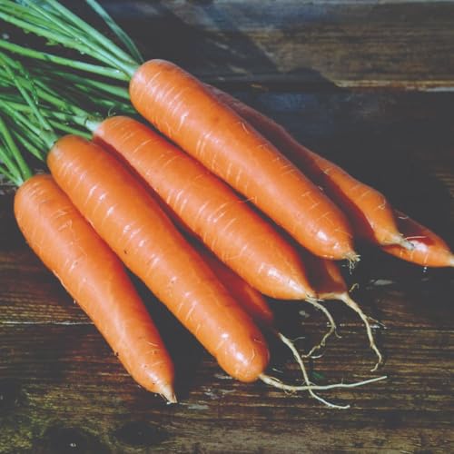Carrot 'Eskimo' F1 Hybrid Seeds – Cold-Tolerant Maincrop, RHS AGM, Sweet Orange Roots, 1 x Packet 50 Seeds, by Thompson & Morgan