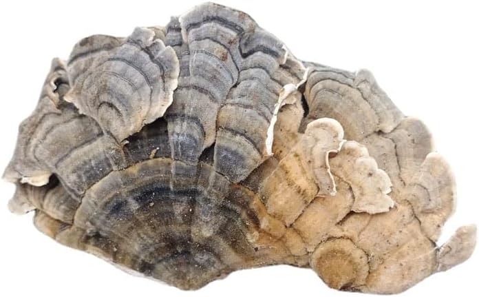 Miniatura 3 de Changbai Mountain Wild Trametes versicolorCORIOLUSTrametes 35.3 Oz.