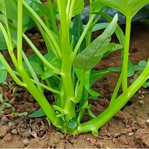 500+ Kong Xin Cai Vegetable Seeds Water Spinach Kangkong Delicious Vegetable Seeds For Green Leaf Planting Garden Non-Gmo Choy Ong Seed #TOP2