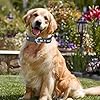KOLODOGO Waterproof Dog Collar - Reflective Adjustable Collar Durable Collars for Small Medium Large Dogs Easy Clean PVC Material - Multiple Colors Sizes (S, M, L) #4