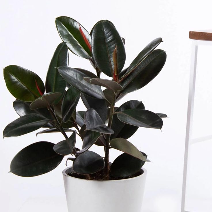 See full amazon price history chart for Live Rubber Plant Ficus Elastica Black Prince Rubber Plant For Indoor Home Decoration & Air Purification Live Plant Original Variety Live Rubber Plant Ficus Elastica Black Prince Rubber Plant For Indoor Home Decoration & Air Purification Live Plant Original Variety (B0CLYLVMYQ) Amazon Price History, Amazon Price Tracker