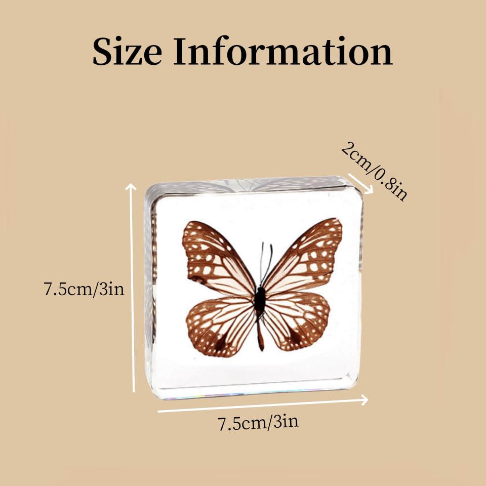 Real Insect Specimen in Resin Insect Taxidermy Paperweight Preserved in Resin Collect Science Display for Scientific Educational Home Office Supplies (B-b, 3x3x0.8 inch)