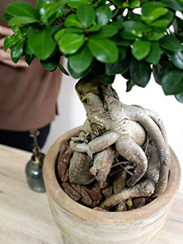 ガジュマル盆栽 小品幹太 Amazon.co.jp: LAND PLANTS 観葉植物 ガジュマル（超幹太） テラコッタ