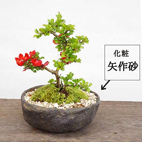 Amazon.co.jp: 【冬は落葉します】年に数回可憐な花が楽しめます Amazon.co.jp: 【冬は落葉します】年に数回可憐な花が楽しめます