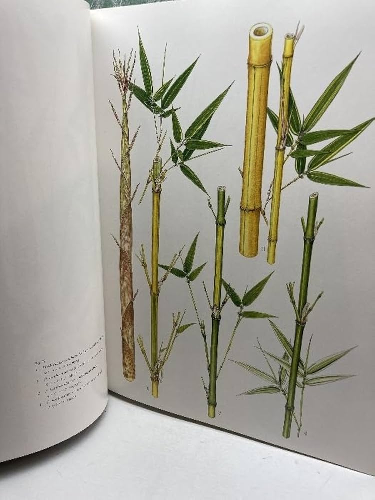 原色　日本園芸　竹笹総図説　岡村はた他　 はあと出版 51bNIdnDVbL._UF894,1000_QL80_.jpg