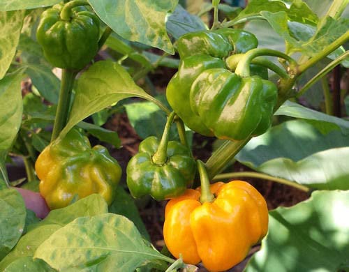 Rare Trinidad Congo Giallo Un estremo Caldo, Dolce e Smoky aromatizzato Chilli