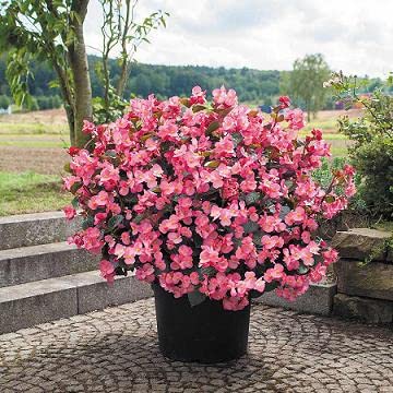 Amazon.com : Begonia Big Pink-Bronze Leaf 100 Seeds : Patio, Lawn