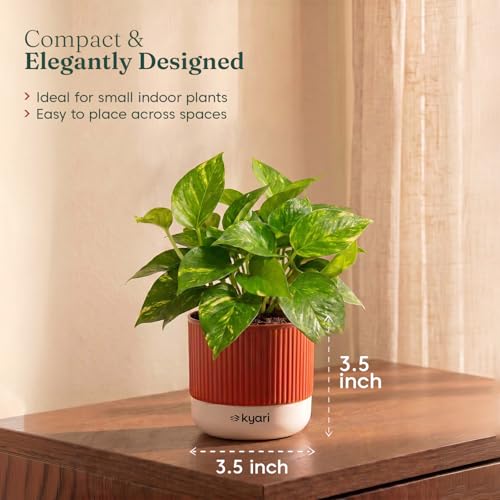 Image of Kyari Good Luck Money Variegated Live Plant with Red Brick Self Watering Pot 4 Inch - Money Plant Indoor Live Plant with Pot for Home, Living Room - Lucky Vastu Air Purifying Plant