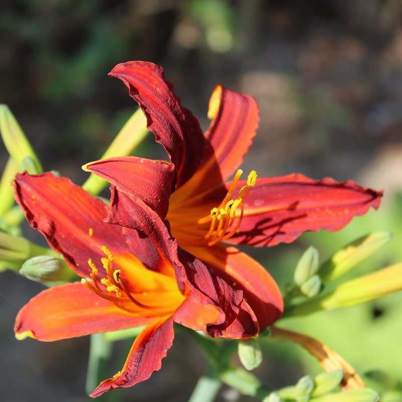 6x Hemerocallis 'Sammy Russell' – Vaso 9x9 cm – pianta perenne fioritura rosso scuro giardino
