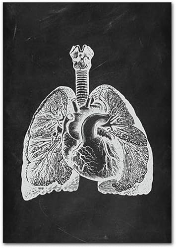 Miniatura 2 de Póster educativo de anatomía de riñón hepático, órganos humanos, arte de pared, médico, abdominales, clínica, oficina, gimnasio, decoración en