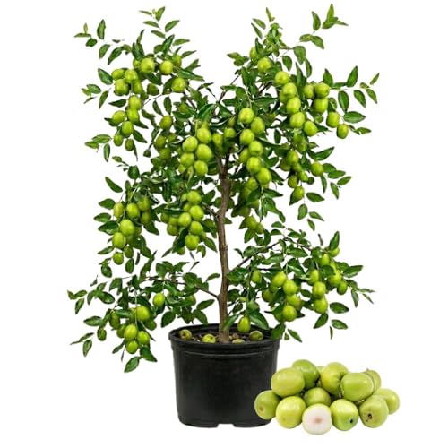 Green Jujube Tree Live Plant 1 to 2 Feet Tall Jujube Plant 3 Gallon Pot Green Apples Trees for Planting No Ship to CA
