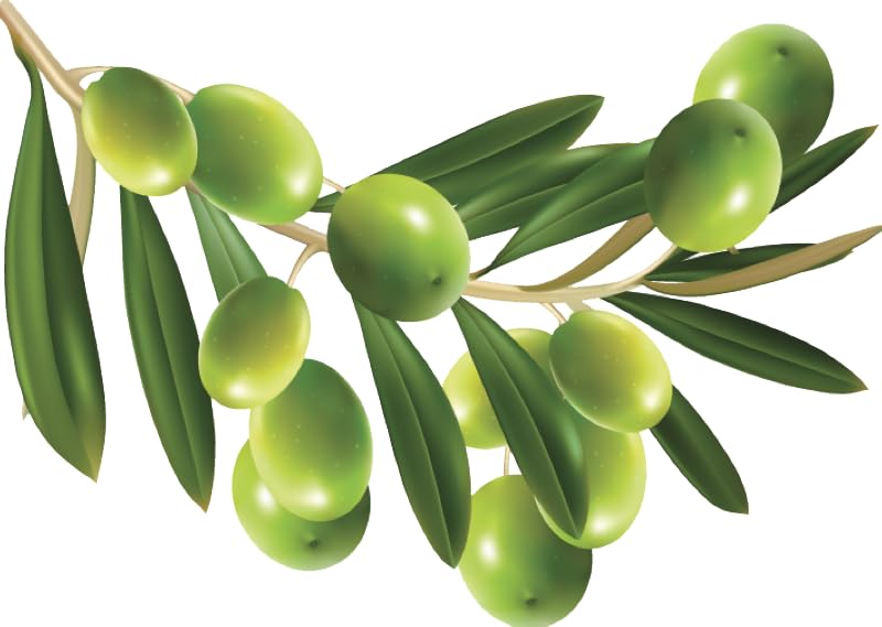 Al Falah Gardens Olive live plant/Zaitoon live Plant (B0CNV8Y5YH) Amazon Price History, Amazon Price Tracker