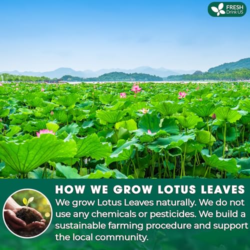 Image of FreshDrinkUS, Premium 75 Lotus Leaf Tea Bags, 100% Natural & Pure from Lotus Leaves. Loose Leaf Lotus Herbal Tea. Made with Eco-Conscious Tea Bags. No Sugar, No Caffeine, No Gluten, Vegan.