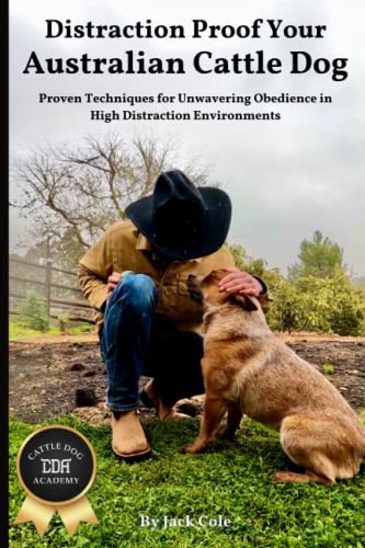Distraction Proof Your Australian Cattle Dog