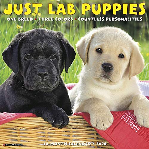Just Lab Puppies 2020 Wall Calendar (Dog Breed Calendar)