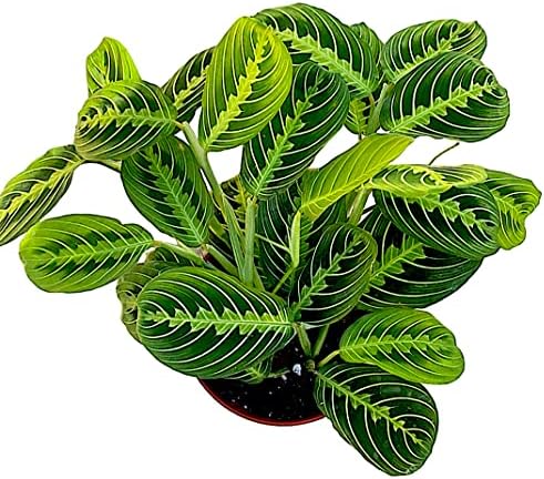 Hopewind Plants Shop- Lemon Lime Prayer Plant, Lemon Lime Maranta, Popular and Attractive houseplant, Gorgeous Live Indoor Plant, Easy to Care and Rare Variety Green Thumbs Up 4 inch Pot