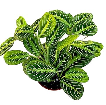 plants with no sunlight
