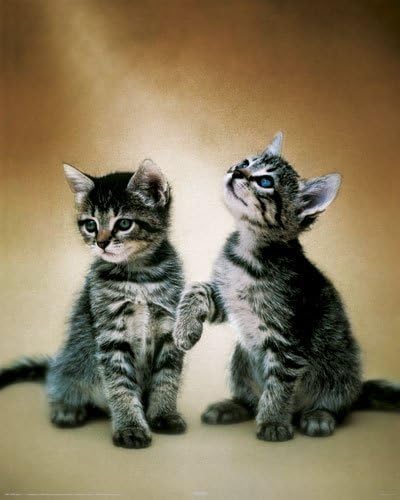 Cats - Cute Kittens Couple - Mini PAPER Poster